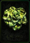 Green Glamour Rose