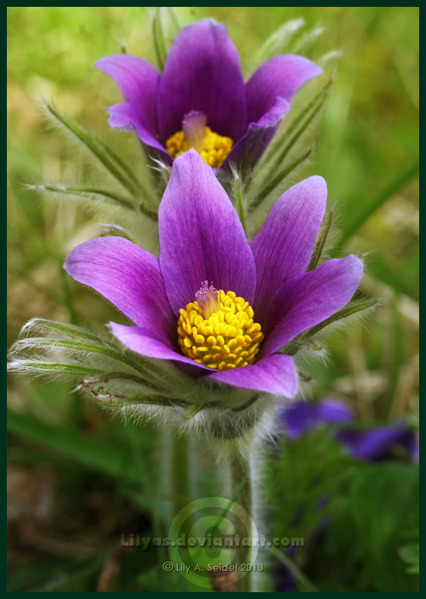 Dane's Blood - Pulsatilla Vulgaris