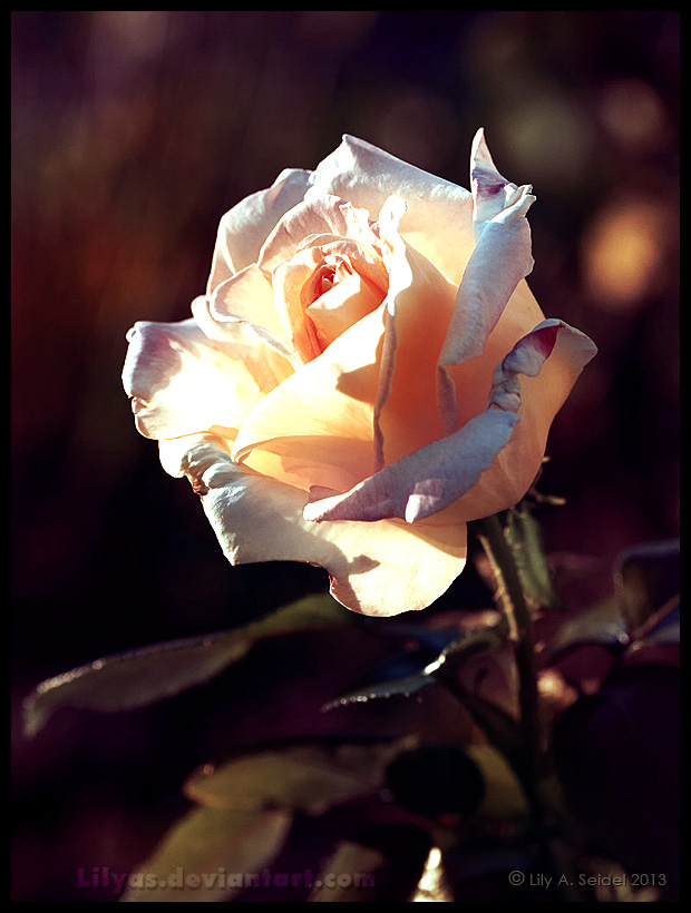 Indian Summer