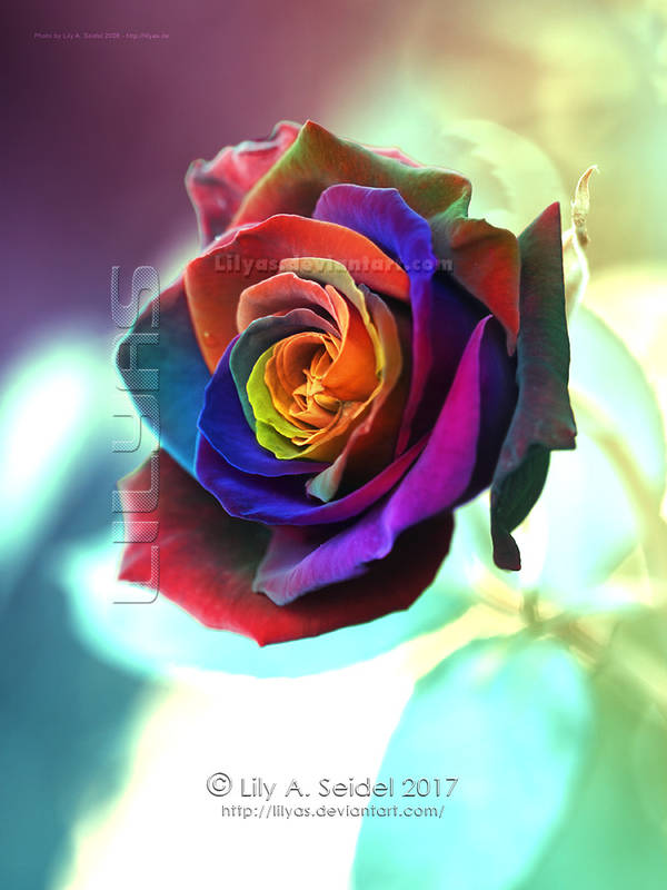 Magical Rose Rainbow - Unlimited STOCK by Lilyas