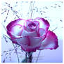 Distant Purple Rose