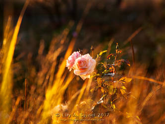 The Last Rose of Summer