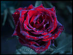 A Rose is just a Rose by Lilyas
