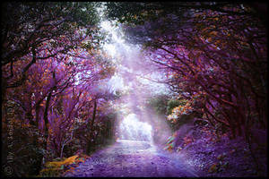 Magical Forest - FREE Premade Background