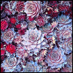 Houseleek - Spiky Roses