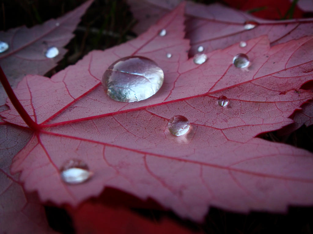 red leaf with droplets