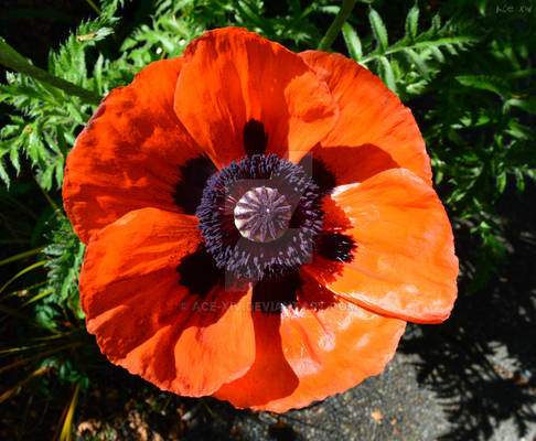 Poppy - 1