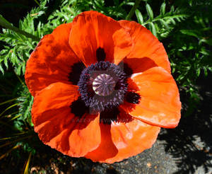 Poppy - 1