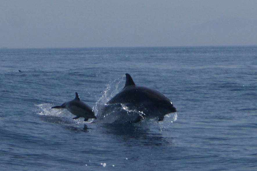 Dolphins