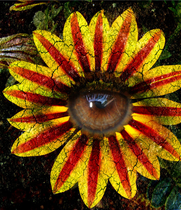 Wild Eye by jamejam on DeviantArt