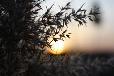 Sunset Fuzzies