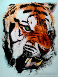 Tiger (Color pencil Drawing)