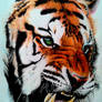 Tiger (Color pencil Drawing)