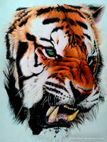 Tiger (Color pencil Drawing)