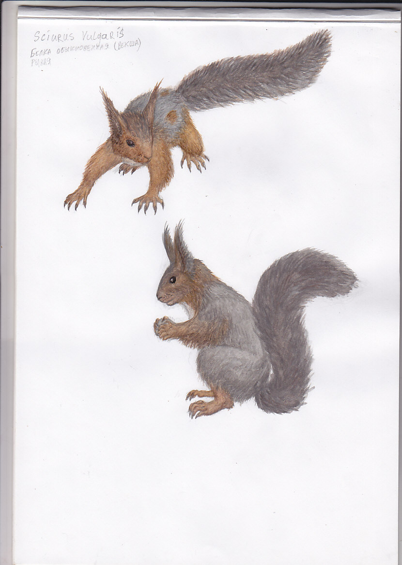 Russian west Squirels