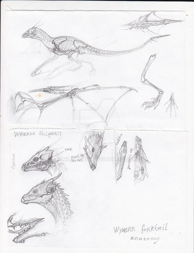 Big Wyvern anatomy