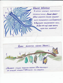 Biology school cards: Seadragon and metamorphosis