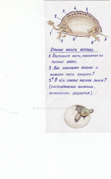 Biology school cards: turtle