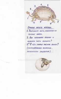 Biology school cards: turtle