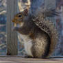 Squirrel 2