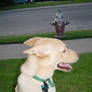 Ben and Hydrant