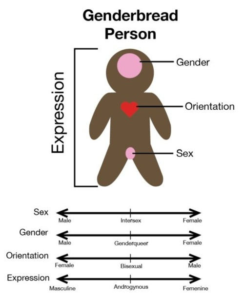 Genderbread Sample Genderbread Person by jermo234 on DeviantArt