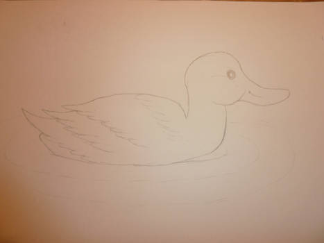 Duck