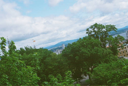 Forest Sky