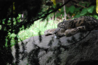 Snow Leopard