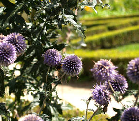 Purple flowers II