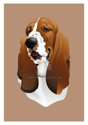 Bassett Hound