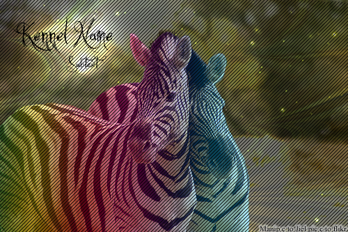 Zebra Manip.