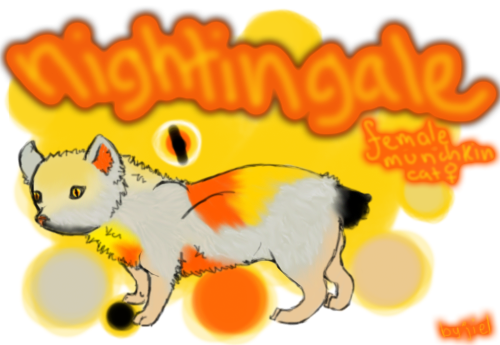 Nightingale Munchkin Cat OPEN