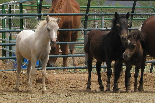 2010 foals