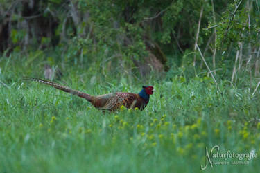 Pheasant in april