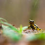 Feuersalamander im Regen