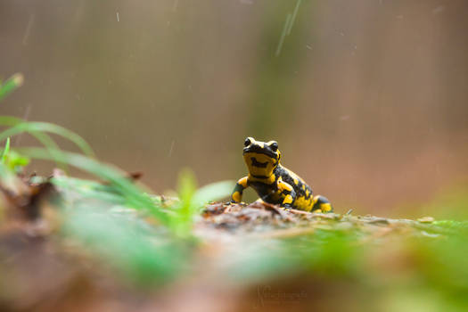 Feuersalamander im Regen