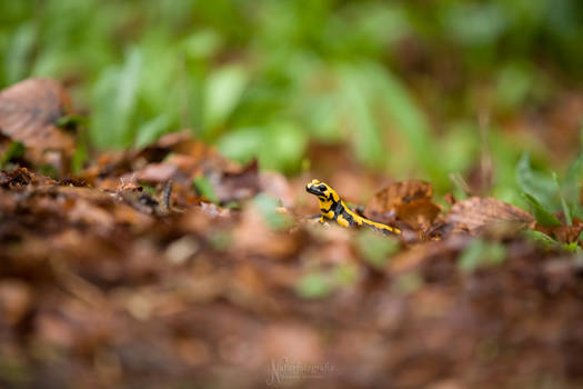 Unscheinbar auf dem Waldboden