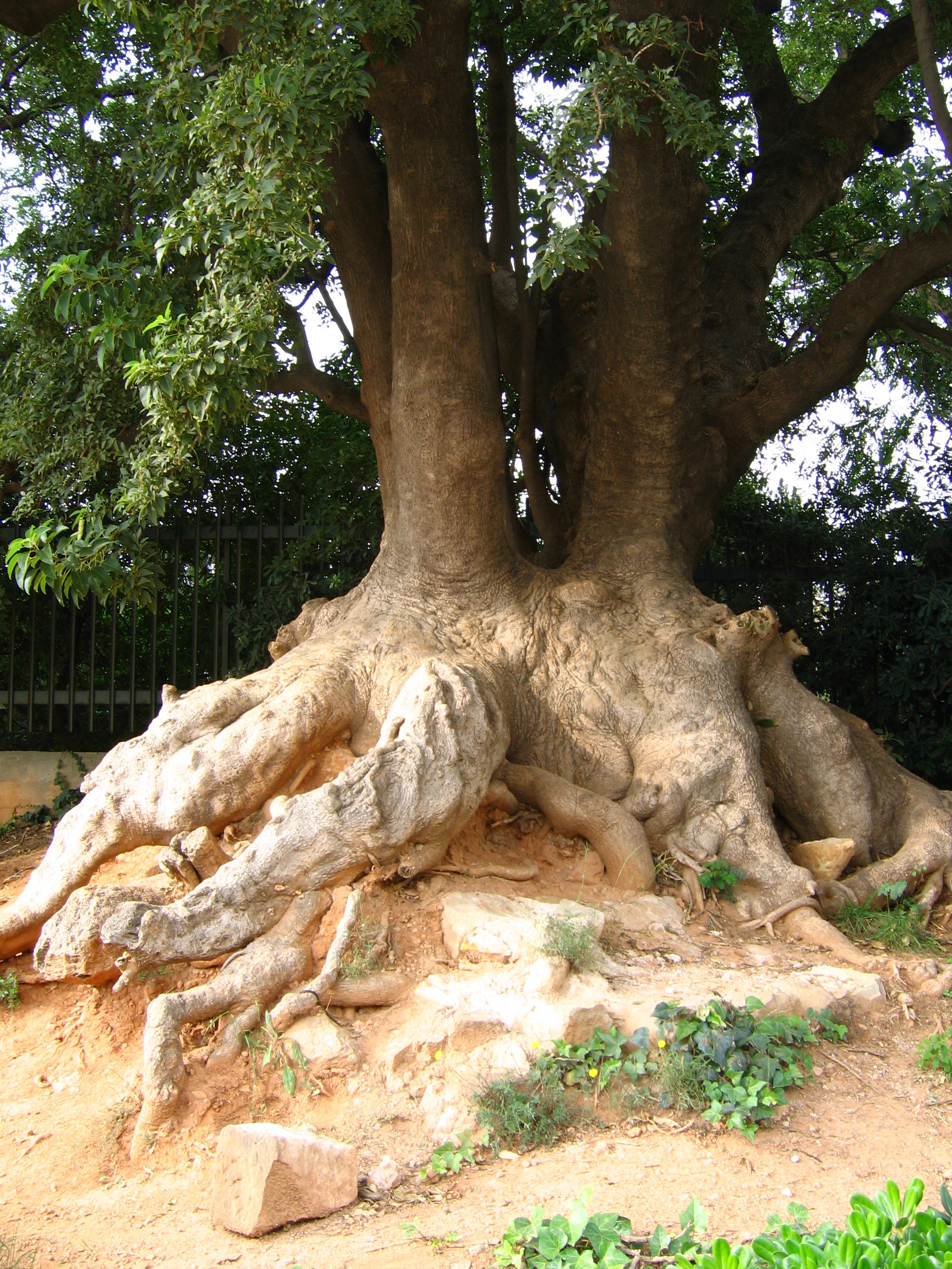 Tree roots