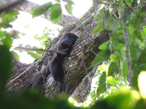 Tomasa resting