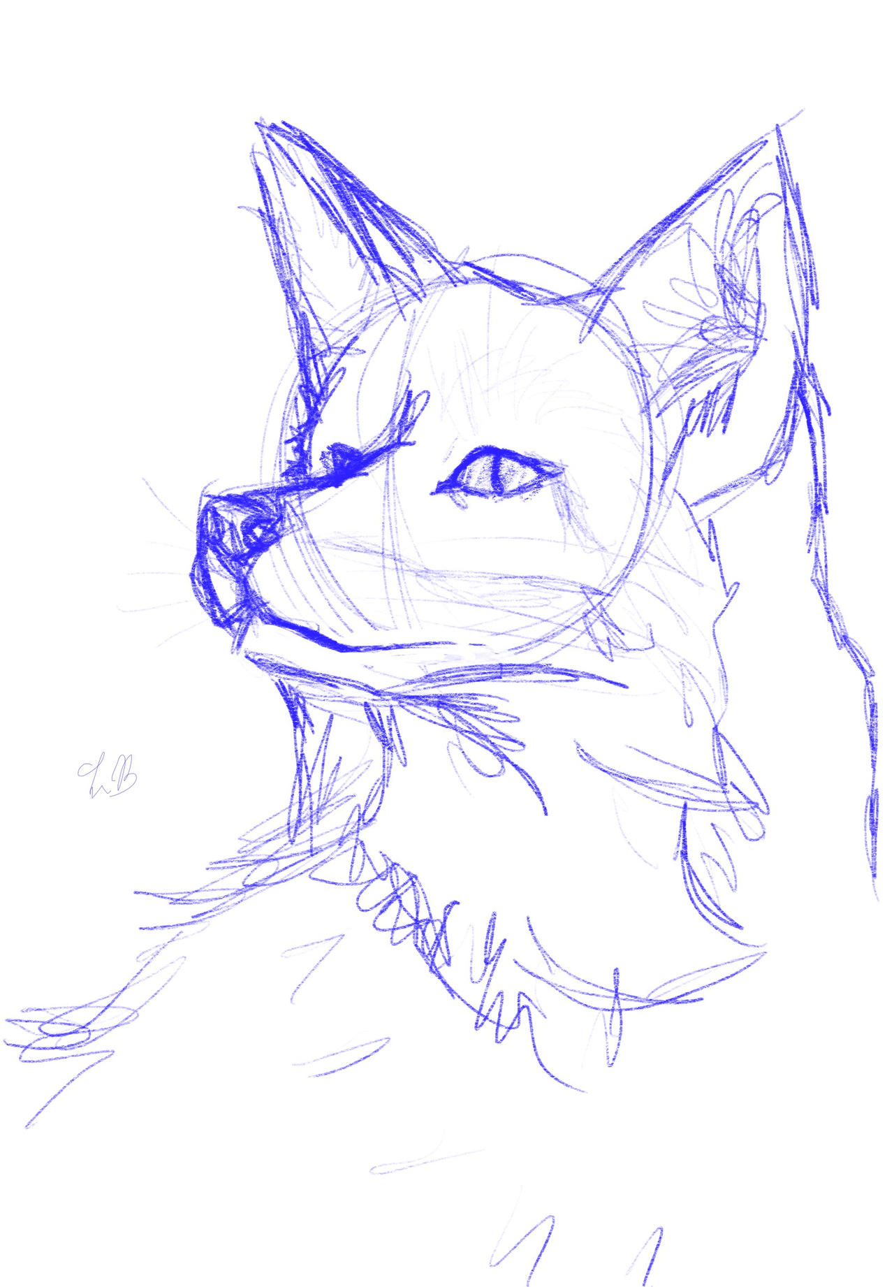 Quick Fox Sketch - Animal Study by spacecadetcomic on DeviantArt Quick Fox Sketch - Animal Study by spacecadetcomic on DeviantArt