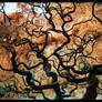 Japanese Maple Large _original