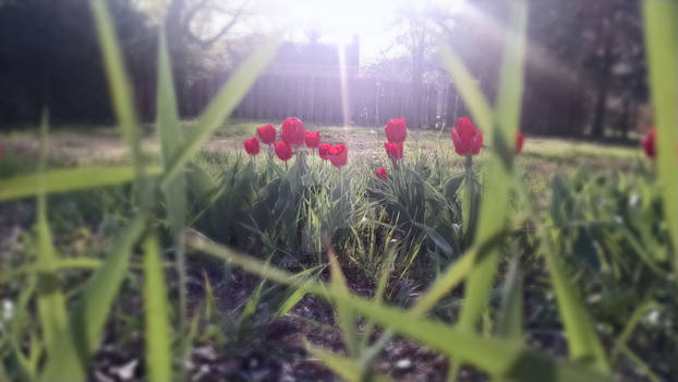 Little Tulips Framed by Grass touchup