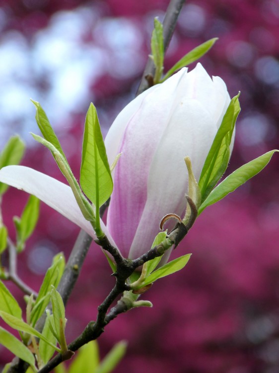 Blossoming Magnolia