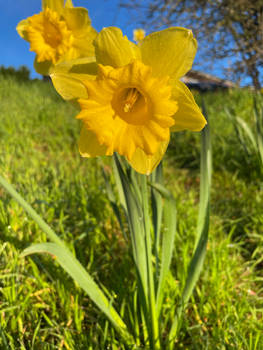 Golden daffodils 