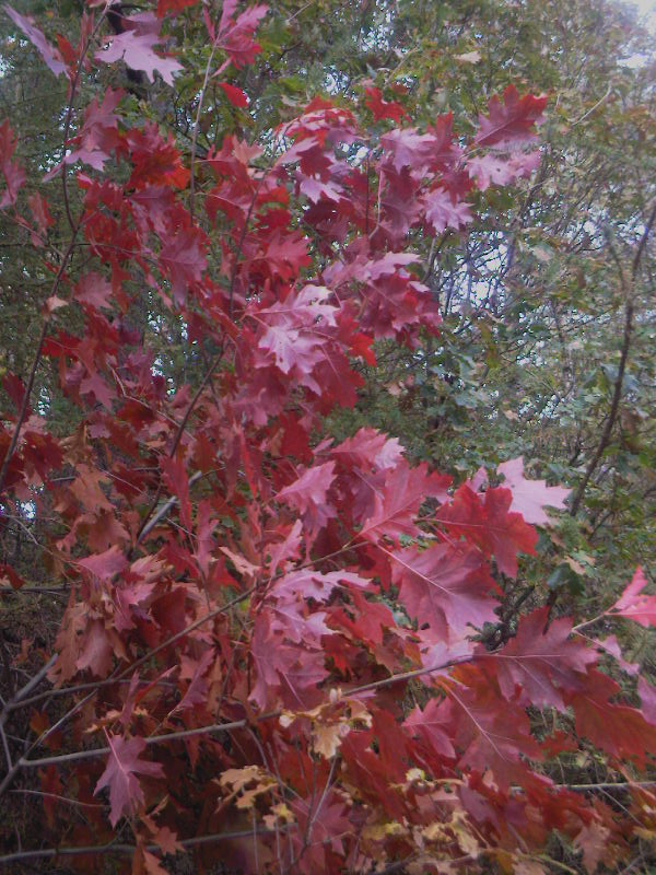 The Leaves Of Red October