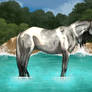 AQHR NPC SHOW MAY/JUNE