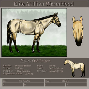 OsS Raigon- Elite Akillian WB