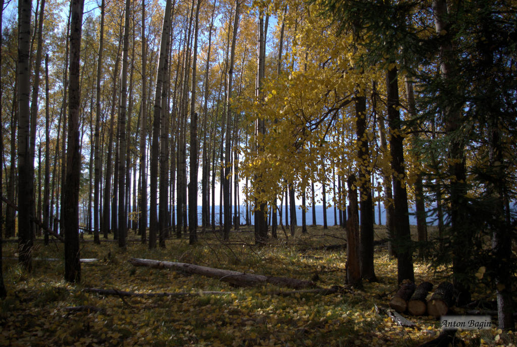 The Edge of The Forest