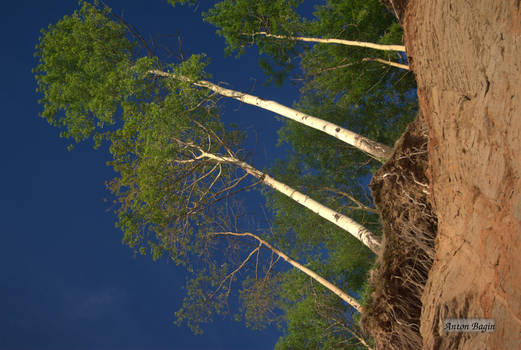 Trees on The Edge